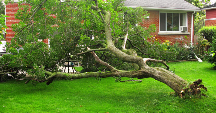 Tree Removal Dallas