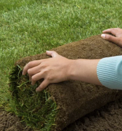 Sod Installation in Dallas