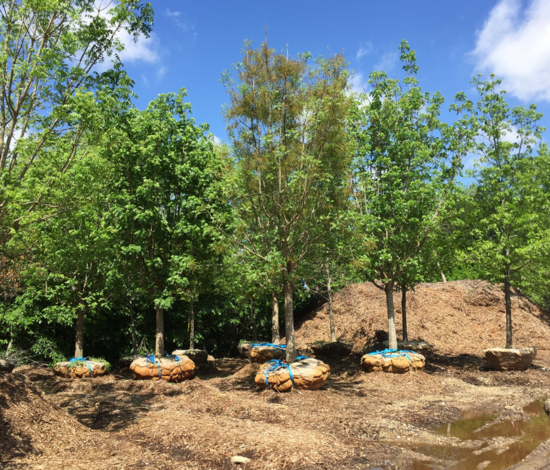 Tree Planting Services in Dallas, TX