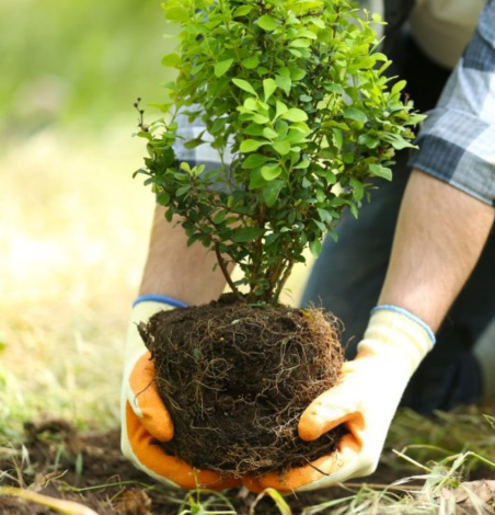 Tree Planting Services in Dallas, TX