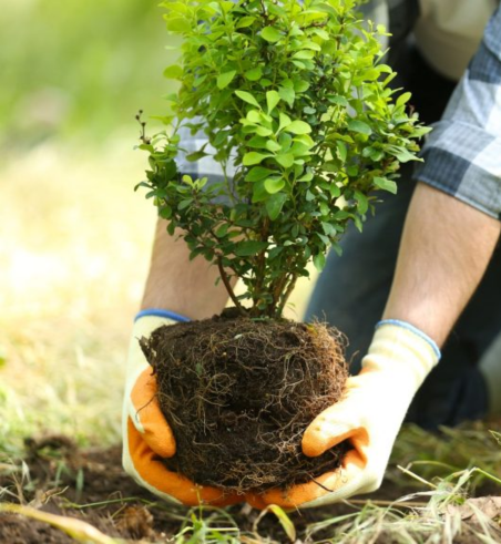 Tree Planting Services in Dallas, TX