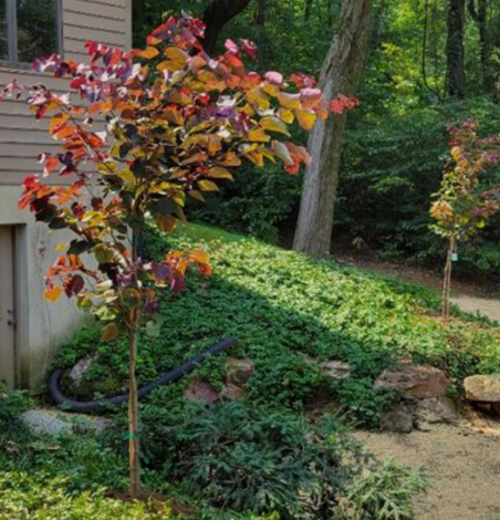 Tree Planting Services in Dallas, TX