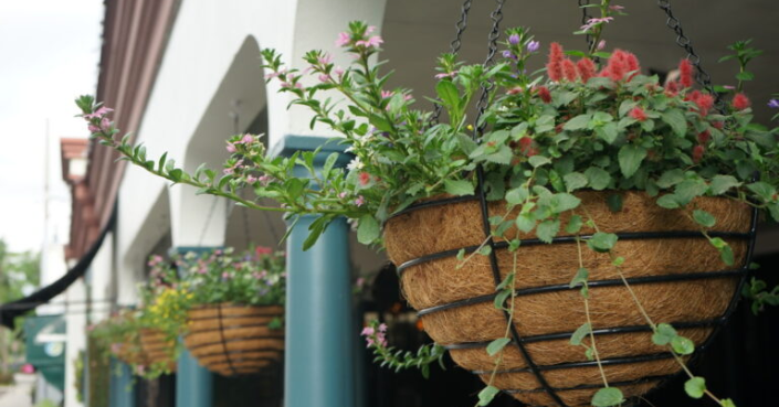 Container Gardening Dallas