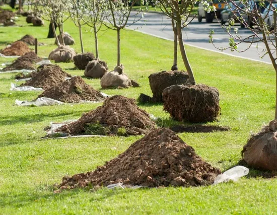 Tree planting services in dallas
